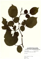 藏品(鬼懸鉤子)的圖片